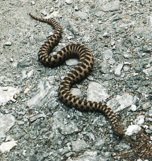 Vipera aspis, quale?